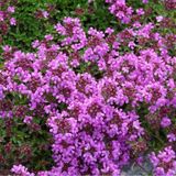 Arborix Bol 6 x Thymus Praecox 'Purple Beauty' - Tijm pot 9x9cm