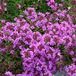 Arborix Bol 6 x Thymus Praecox 'Purple Beauty' - Tijm pot 9x9cm