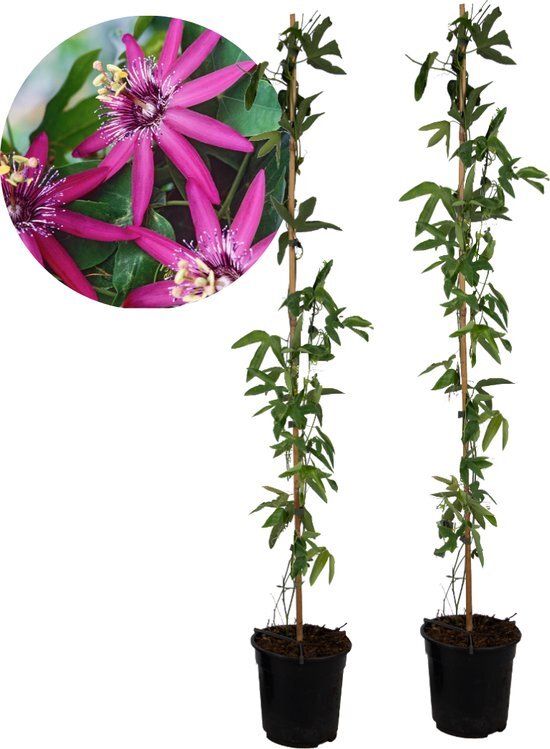 Plant in a Box - Passiflora &#39;Victoria violacea&#39; XL - 2 stuks - Passiebloem - Tuinplant - Klimplant - ⌀17 cm - Hoogte 110-120 cm