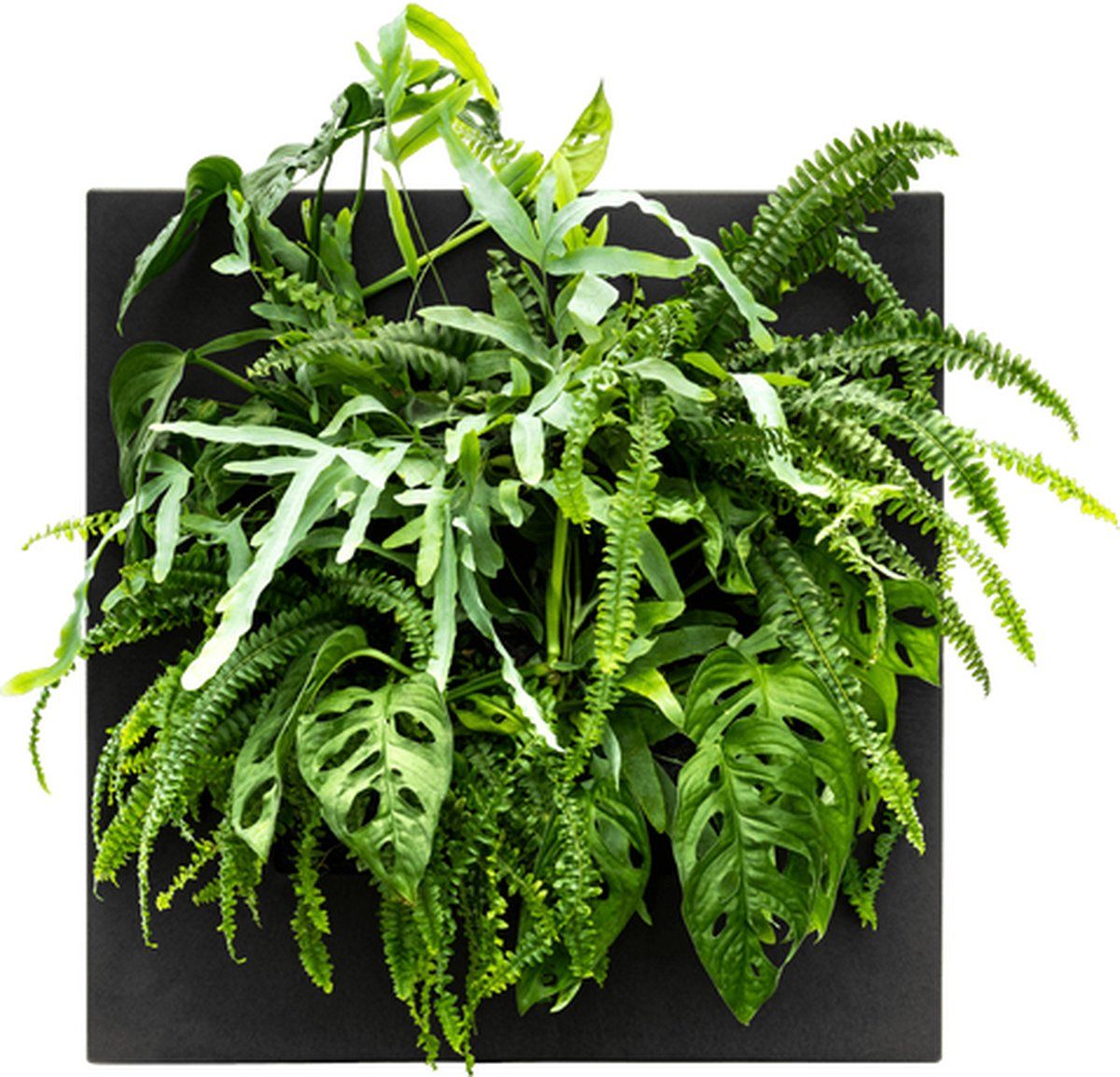 Mobilane LivePicture Go Bamboo Verticale Tuin Zwart 51cm x 51 cm