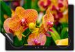 Chefcare Inductie Beschermer Geel Rode Orchidee Bloemen - 90x55 cm - Inductie Mat