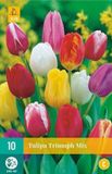 Jub Bol X 10 Tulipa Triumph mix