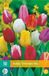 Jub Bol X 10 Tulipa Triumph mix