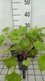 GRDplanten Groendecor Tuinarchitectuur 6x Purperklokje - Heuchera hybr. 'Electric Lime' | 9x9 cm pot