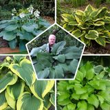 Merkloos / Sans marque Dutch Bulbs B.V. Hosta - Buitenplant - Funky Mix - Tuinplant - 5 stuks - Meerkleurig