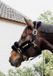 Kentucky Zwart Nylon Halster Fleece Paard Cob