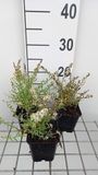 GRDplanten Aster 6x Aster - Aster eric. 'Golden Spray' | 9x9 cm pot