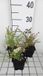 GRDplanten Aster 6x Aster - Aster eric. 'Golden Spray' | 9x9 cm pot