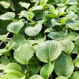 Arborix Hosta 6x Hosta 'Fortunei Obscura' - Hartlelie pot 9x9cm, schaduwtolerant en decoratief