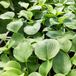 Arborix Hosta 6x Hosta 'Fortunei Obscura' - Hartlelie pot 9x9cm, schaduwtolerant en decoratief