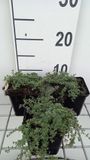 GRDplanten Groendecor Tuinarchitectuur 6x Kruiptijm - Thymus praecox 'Pseudolanuginosus' | 9x9 cm pot
