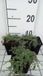 GRDplanten Groendecor Tuinarchitectuur 6x Kruiptijm - Thymus praecox 'Pseudolanuginosus' | 9x9 cm pot