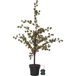 Star Trading Larix Figurine de décoration lumineuse 40 ampoule(s) à incandescence LED 1,2 W