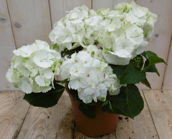 Warentuin natuurlijk Warentuin Hortensia Hydrangea Wit 30 - 40 cm 4 tot 6 bloemen