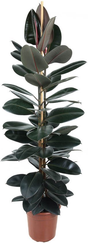 Goed &amp; Groen - Ficus Elastica Abidjan - Rubberboom - XL -↨ 170cm - Potmaat 27 - Exclusieve Kwaliteit Planten - Kamer Plant - Kamerplanten - Sfeer - Interieur