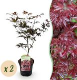 Green boutiQ Japanse Esdoorn - Acer palmatum Bloodgood - Rood - 2 Planten