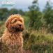 Cockapoo 2026 Traditionele kalender