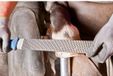 PFERD TOOLS 13180351 Hoefrasp Lengte 350 mm 1 stuk(s)