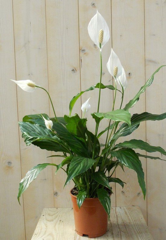 Warentuin Natuurlijk Lepelplant Spathiphyllum H50-70 cm potmaat 17 cm kamerplant