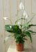 Warentuin Natuurlijk Lepelplant Spathiphyllum H50-70 cm potmaat 17 cm kamerplant