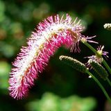 Arborix Bol 6 x Sanguisorba Obtusa - Pimpernel pot 9x9cm, aantrekkelijk voor bijen en vlinders
