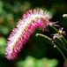 Arborix Bol 6 x Sanguisorba Obtusa - Pimpernel pot 9x9cm, aantrekkelijk voor bijen en vlinders