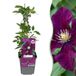 Green boutiQ - 4x Clematis Warszawska Nike - Bosrank - Rood - Klimplant - Ø9cm - 35cm