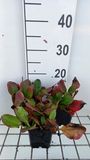 GRDplanten Bergenia hybr. 'Ouverture' 6x Schoenlappersplant - 9x9 cm pot