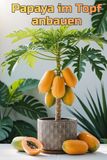 Papaya Papaya im Topf anbauen: Eine vollständige Schritt-für-Schritt-Anleitung zum Anbau von Papayas für Haus und Wohnung: von der Pflanzung bis zur Ernte (Früchte)