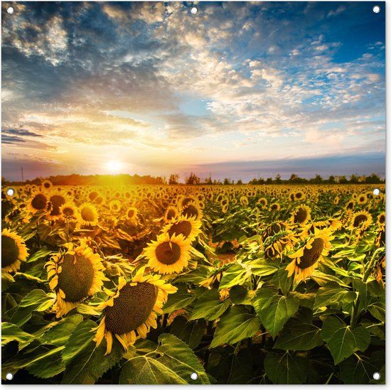 GreatGardenPosters Tuinschilderij Zonnebloemen 100x100 cm - Tuinposter - Buitenposter