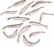 Prebaits Hengelsport Speciaalzaken B.V. Doodaas Spiering Groot - Vacuüm verpakt - 12-20CM - 5-10ST