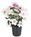 Kunstbloem azalea in pot 29 cm wit/roze