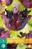 Jub Holland Tulipa Black Parrot - Zwarte Tulpen Bloembollen - 7 Stuks