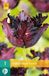 Jub Holland Tulipa Black Parrot - Zwarte Tulpen Bloembollen - 7 Stuks