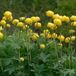Arborix Trollius 6 x Trollius Europaeus - Kogelbloem Pot 9x9cm - Goudgele Bloei
