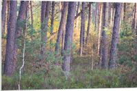 Merkloos / Sans marque PVC Schuimplaat - Bomen in een Bos in Nederland - 90x60 cm - Forex - Landelijk