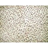 Donia tapijt modern design effen (133 x 190 cm, ivoor)