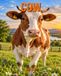Cow: Amazing Pictures and Facts About Cow