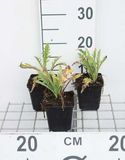 GRDplanten Oosterse papaver 6x Papaver or. 'Prinz. Viktoria Louise' | 9x9 cm pot