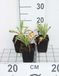 GRDplanten Oosterse papaver 6x Papaver or. 'Prinz. Viktoria Louise' | 9x9 cm pot