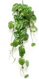 Emerald Scindapsus pictus bush green/grey 24 cm kunstbloem zijde nepbloem