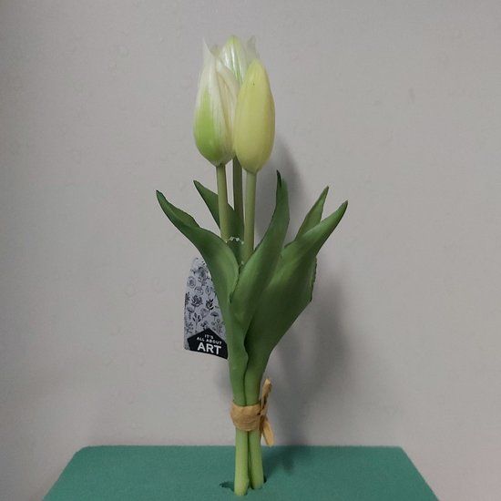 Erutan avon Nova Nature Holland tulp bundel Sally x3 25cm creme