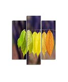 Homemania Wandafbeelding "Le World de la Color", 3 stuks, natuur, voor woonkamer, slaapkamer, meerkleurig, 57 x 0,3 x 60 cm, HM203MDF157, MDF