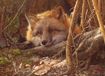 Cobble Hill puzzle animaux - A Touch of Warmth 500 pièces puzzle