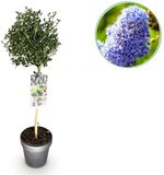 Green boutiQ Plant op Stam - Ceanothus impressus Victoria - Terras Plant - Bladhoudend - Winterhard - Paarse Bloem - Pot 19cm Hoogte 90cm