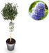 Green boutiQ Plant op Stam - Ceanothus impressus Victoria - Terras Plant - Bladhoudend - Winterhard - Paarse Bloem - Pot 19cm Hoogte 90cm