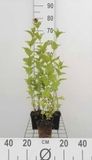 GRDplanten Groendecor Tuinarchitectuur 6x Kattekruid - Nepeta subsessilis | 9x9 cm pot