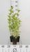 GRDplanten Groendecor Tuinarchitectuur 6x Kattekruid - Nepeta subsessilis | 9x9 cm pot