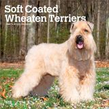 Soft BrownTrout Soft Coated Wheaten Terriers - Soft Coated Wheaten Terrier 2027 - 16-Monatskalender: Original BrownTrout-Kalender [Mehrsprachig] [Kalender]