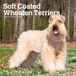 Soft BrownTrout Soft Coated Wheaten Terriers - Soft Coated Wheaten Terrier 2027 - 16-Monatskalender: Original BrownTrout-Kalender [Mehrsprachig] [Kalender]